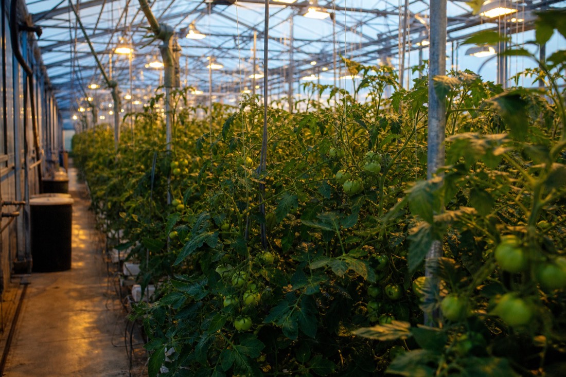 Tomato plants in rows under greenhouse lights at Friðheimar farm near Reykholt