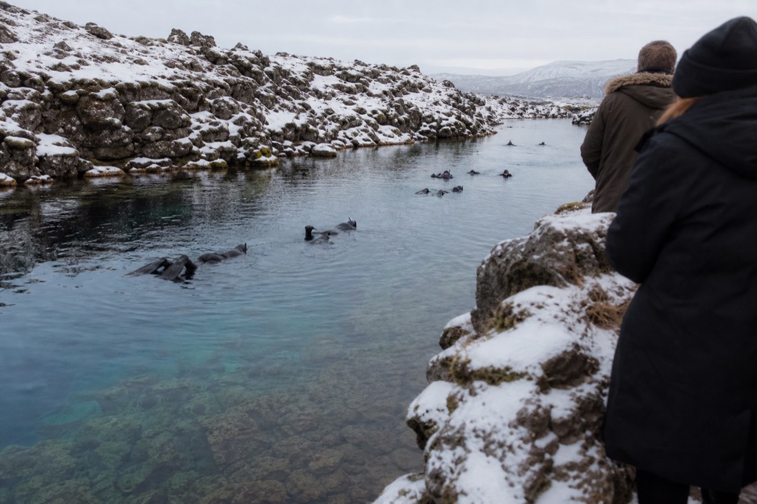 Snorkelers in dry suits floating in the vivid blue water of the Silfra fissure at Þingvellir, seen from the shore at winter dusk